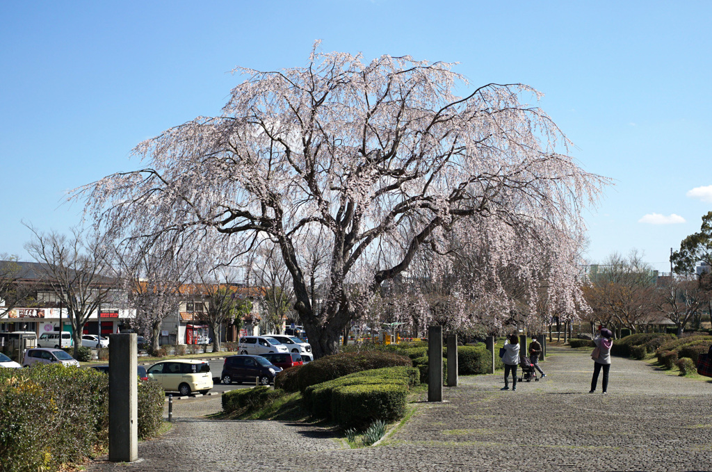 しだれ桜