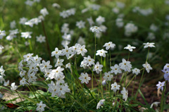 路傍の花