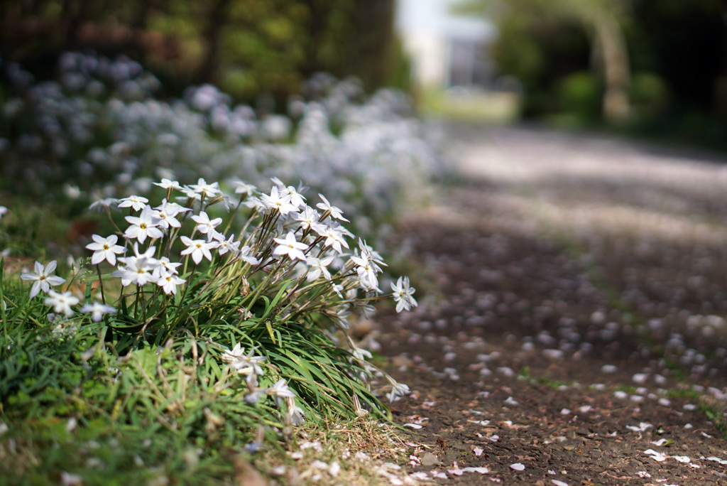 路傍の花
