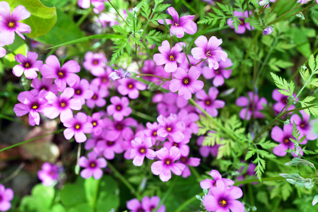 路傍の花