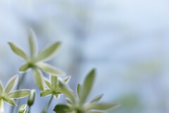 Ornithogalum