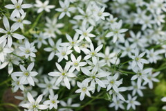 Ornithogalum