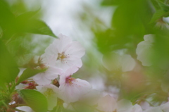 残花