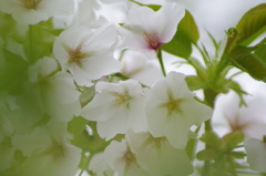 桜と葉っぱ