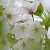 桜と葉っぱ