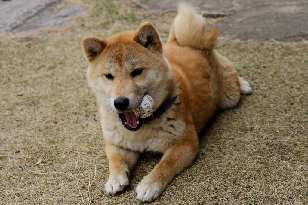 わんこ1