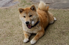 わんこ1