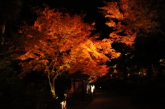 夜闇の茶室