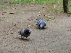 鳩