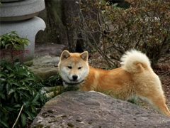 わんこ2