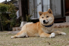 ごろごろ