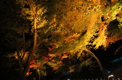紅葉ライトアップ