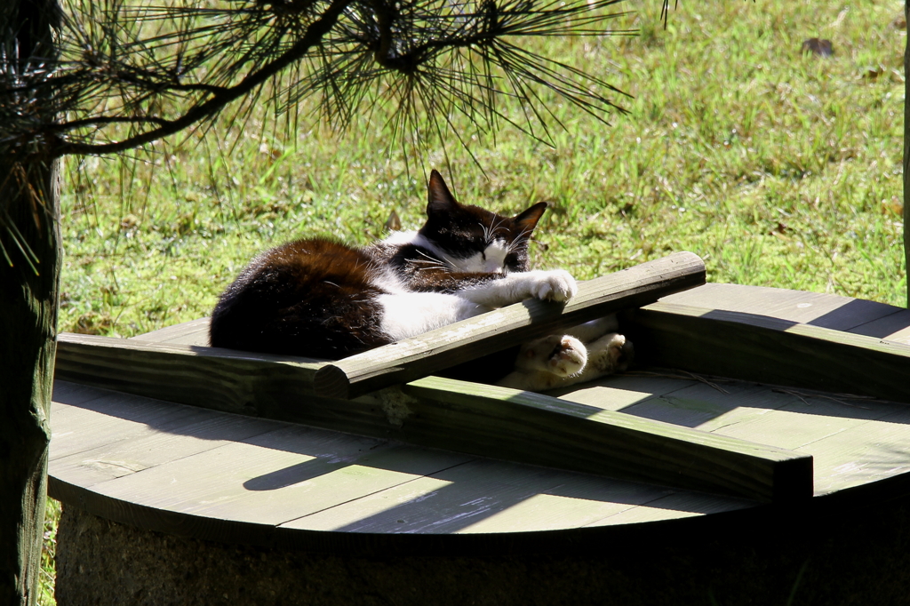 ねこ