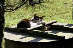 ねこ
