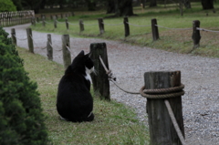 ねこ