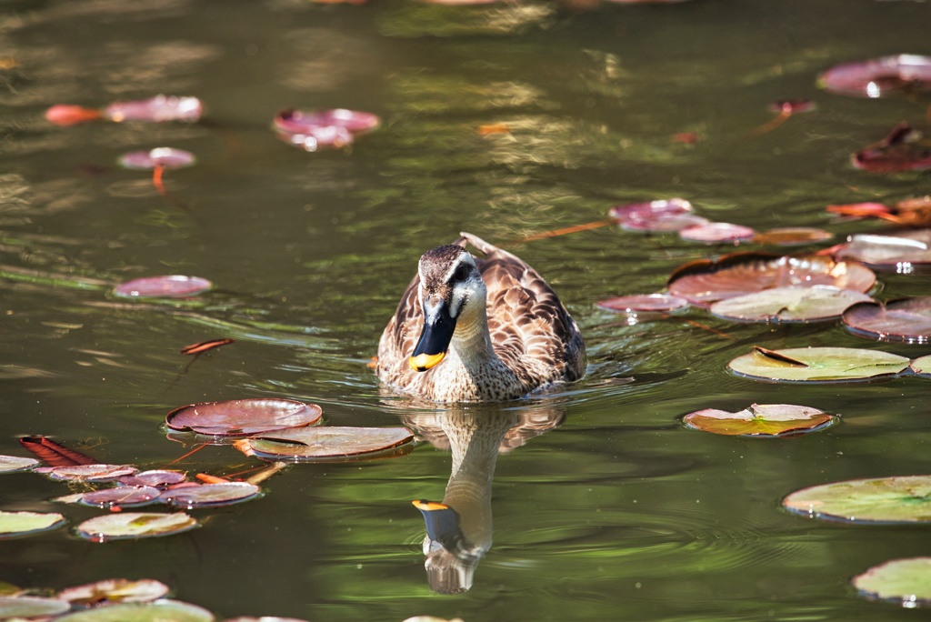 行船公園