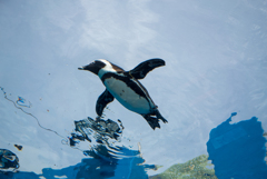 池袋のペンギン