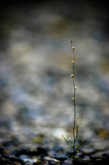 OR9O1687-Edit