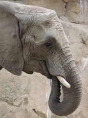 動物園の象