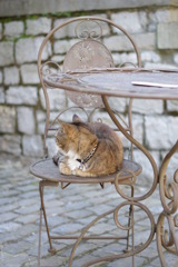 デュルビュイの街角５　ねこ