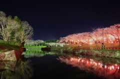 桜藪のなかに