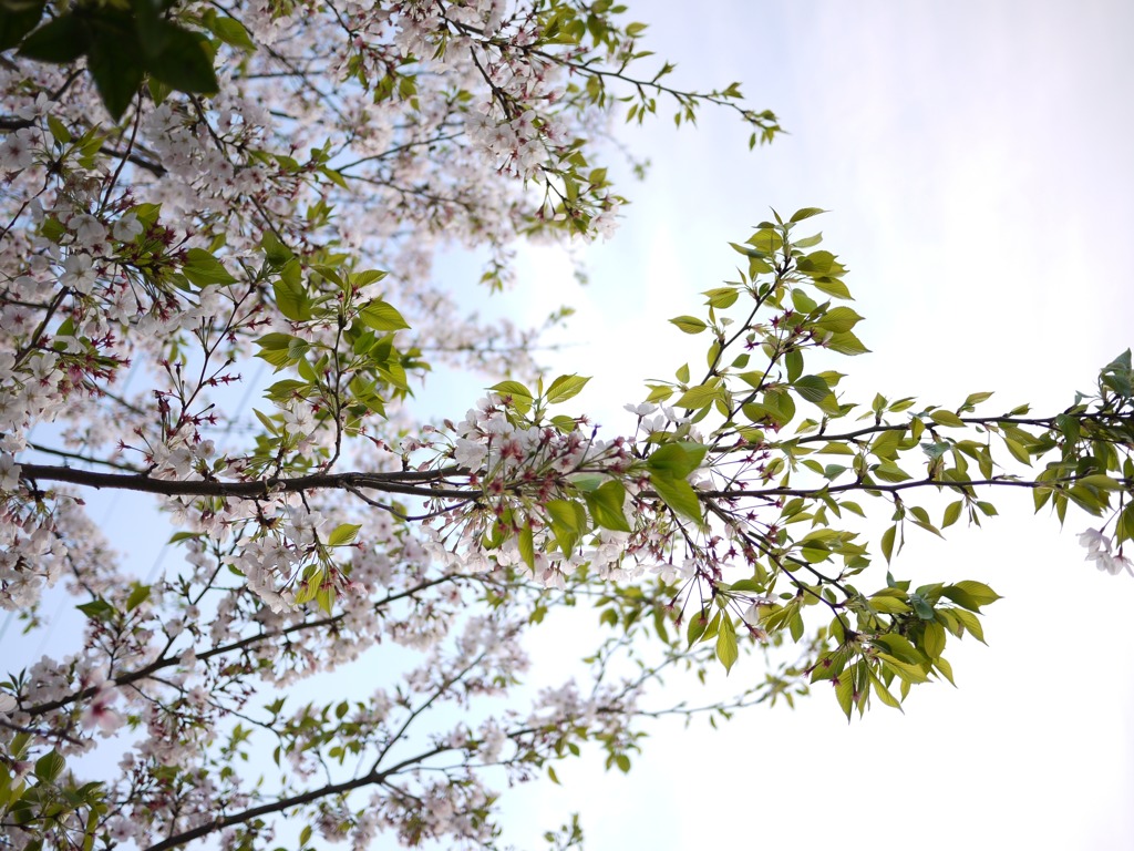 桜