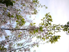 桜
