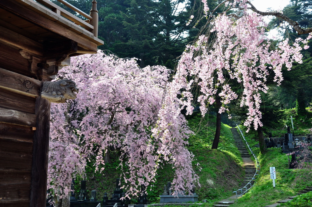 お寺の春