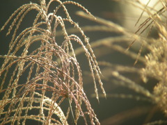 花火のように！