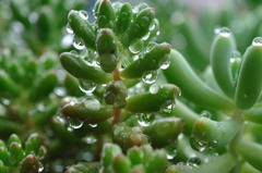 水玉ツリー