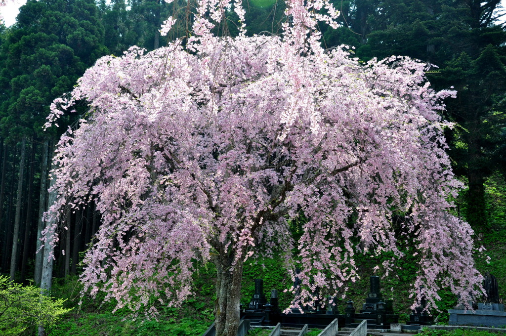 お寺の春