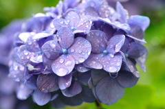 紫陽花