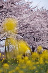 桜と菜の花