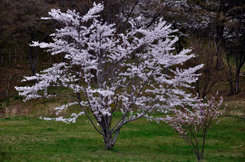 若い桜