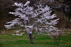若い桜