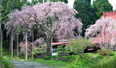お寺の春