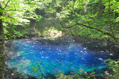 新緑の青池