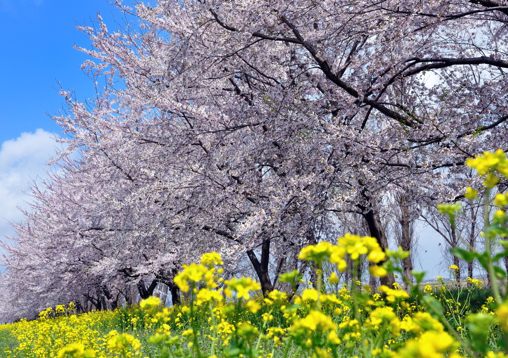 桜と菜の花