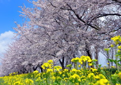 桜と菜の花