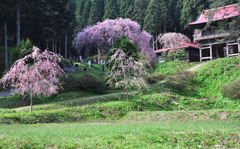 お寺の春