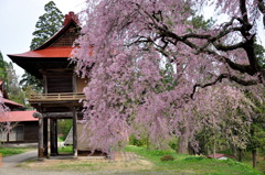 お寺の春