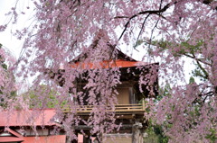 お寺の春