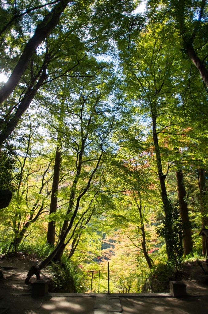 見頃は来週末。