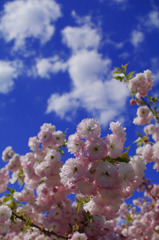 桜の季節は意外と長い。