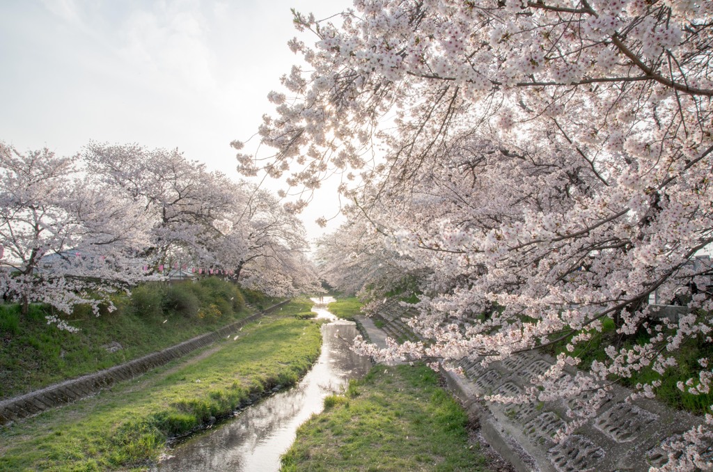 毎年この桜を見るために。