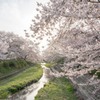 毎年この桜を見るために。