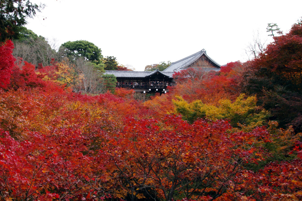 紅波。