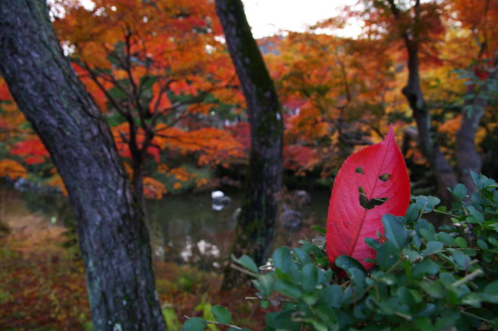 ハロウィンは，もう終わりましたよ。