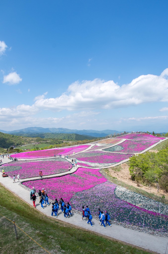 山頂のお花畑で。