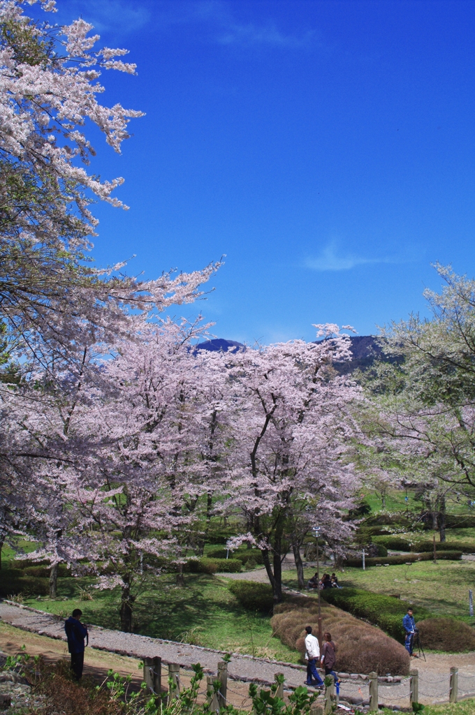 桜前線を探しに。